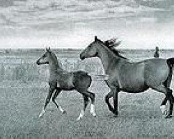 broodmare Karinthia 1961 ox (Arabian purebred, 1961, from General Grant 1945 ox)