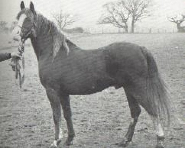 stallion Royal Gold 1967 ox (Arabian purebred, 1967, from Argos 1957 ox)