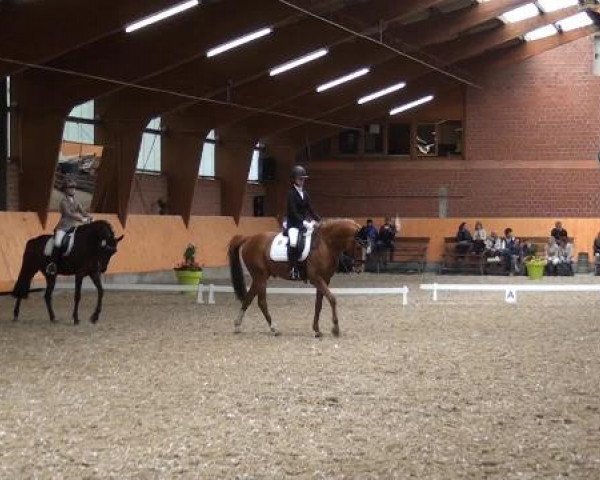 Holtkämper Dressurtage 2015