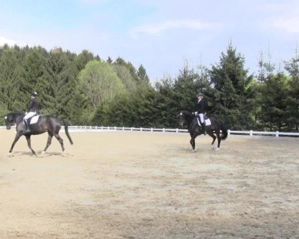 Dressur- und Springturnier Halver 2015
