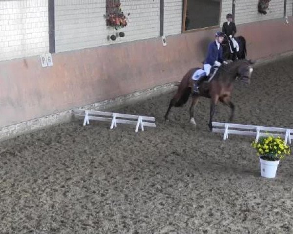 Reit - und Springturnier Hamm-Rhynern 2015