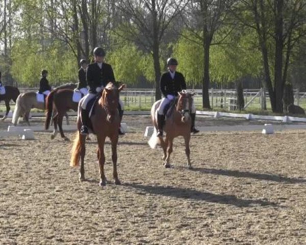 Greven Bockholt 2015