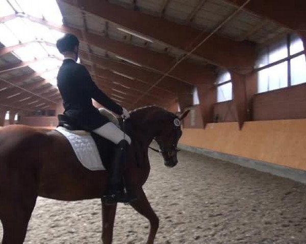 Holtkämper Dressurtage 2015