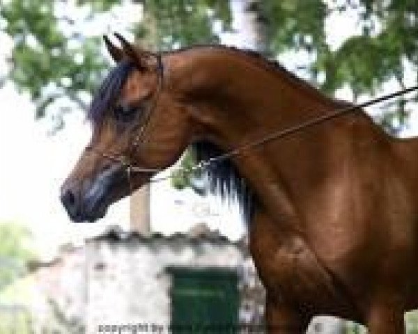stallion CH Lagos 2001 ox (Arabian purebred, 2001, from Assad-4 ox) stallion CH Lagos 2001 ox (Arabian purebred, 2001, from Assad-4 ox)