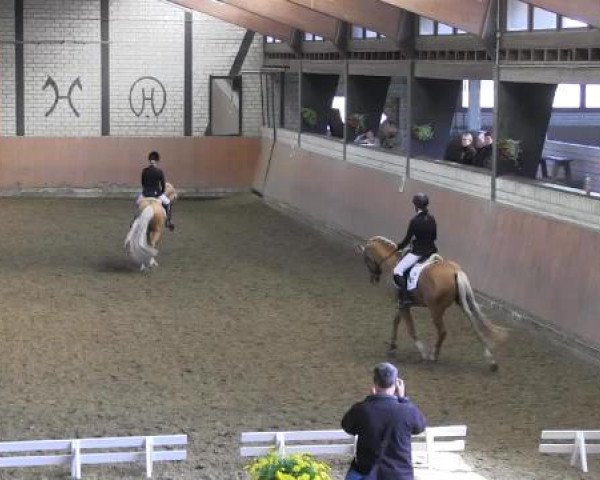 Reit - und Springturnier Hamm-Rhynern 2015
