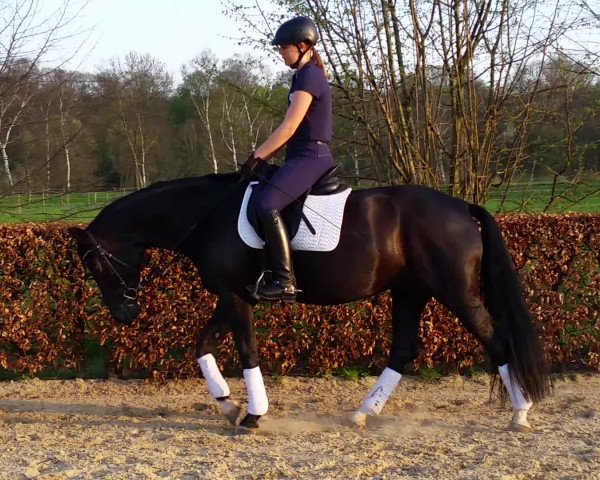 Video of Lilli