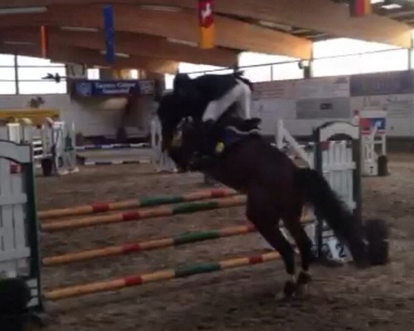 horse Frodo 72 (Rhinelander, 2004, from Feuerwerk)
