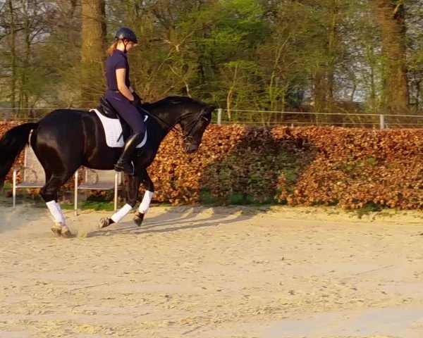 Video of Lilli