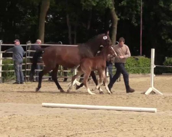 Stuten- und Fohlenschau Ahaus, 01.06.2015, Warmblutfohlen - Ring 2