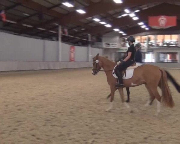 Video of Glenna Loo