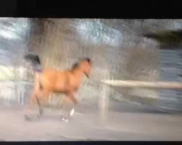 Video von Nabir Shadi