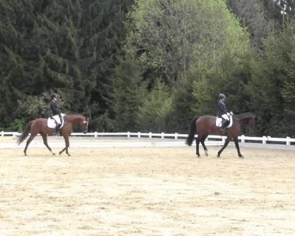 Dressur- und Springturnier Halver 2015