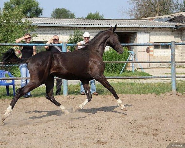 Pferd Sevan (Achal Tekkiner, 2010, von Saivan) Pferd Sevan (Achal Tekkiner, 2010, von Saivan)
