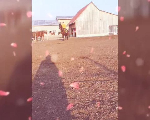 Video of Silvana