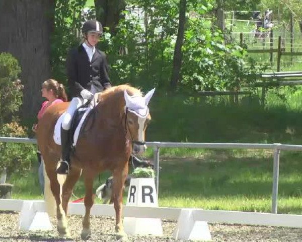 2. Festival des jungen Dressurpferdes Wilferdingen 2015