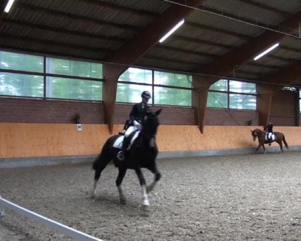 Holtkämper Dressurtage 2015