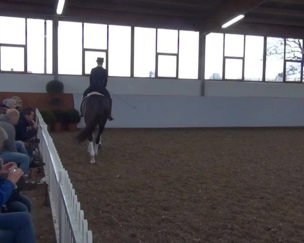 Video von Callaho's Benicio