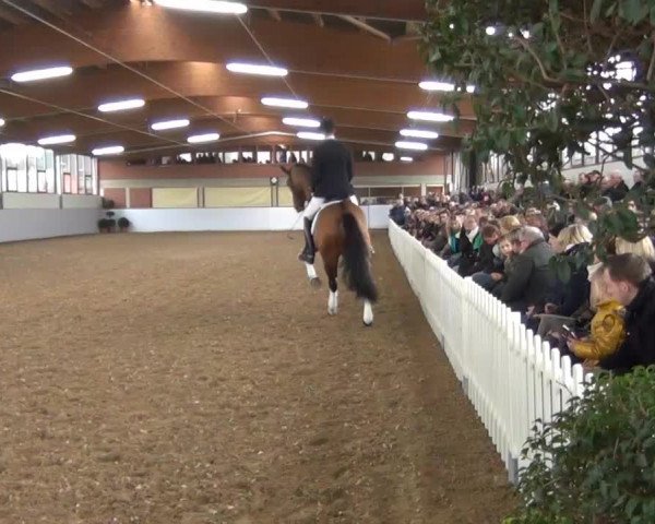 Video von Antango du Feuillard