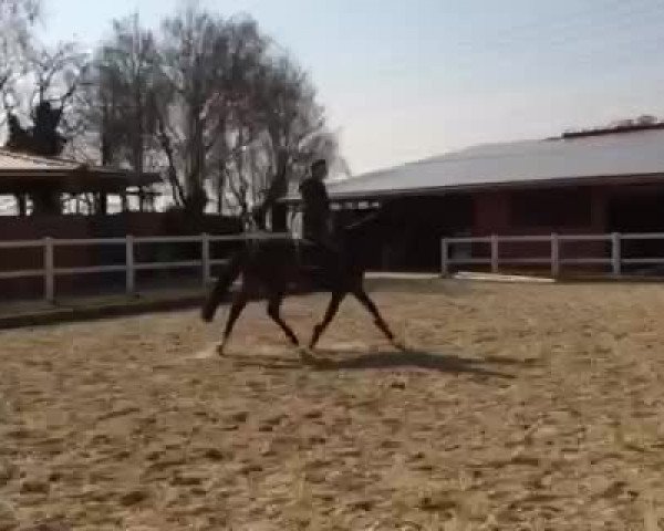 Video von Franka
