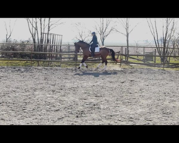 Video of Caipi R.