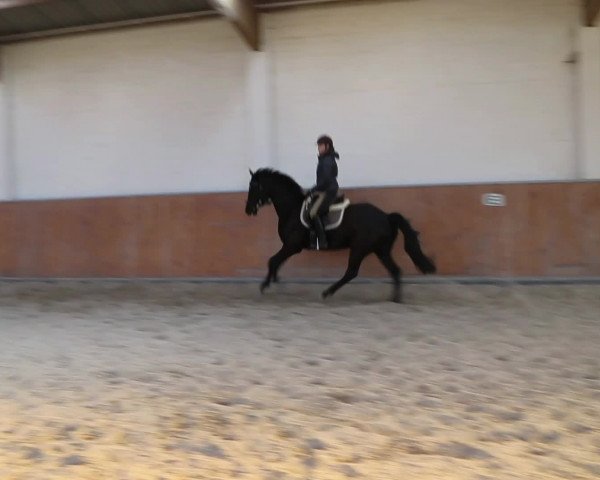 Video von Shaerlock