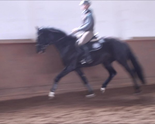 Video von Shaerlock