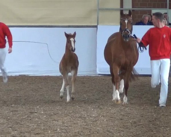 Video of Pretty Prinzess WE