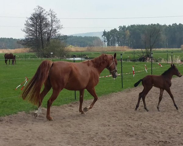 Video of Golden Hope