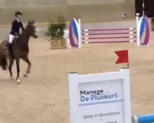 Video of Malus Corvett