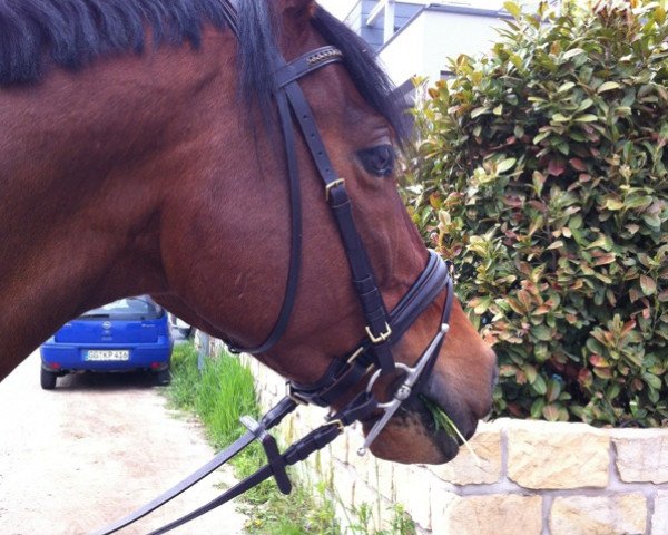 jumper Leonardo 701 (Hanoverian, 2002, from Lacantus)