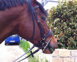 jumper Leonardo 701 (Hanoverian, 2002, from Lacantus)