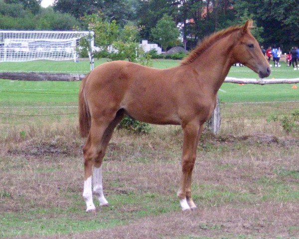 horse Polo (Hanoverian, 2010, from Perigueux)