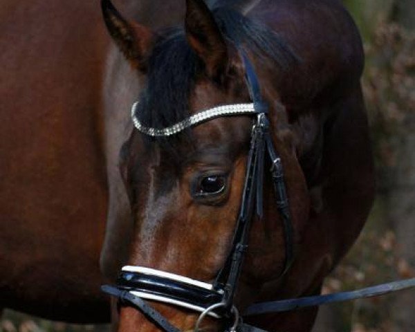 horse Skyfall 18 (Hanoverian, 2009, from Soliman)