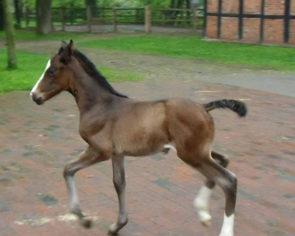 broodmare Loxena (Oldenburg, 2014, from Diamond Hit)