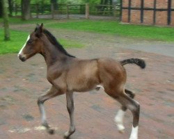 broodmare Loxena (Oldenburg, 2014, from Diamond Hit)