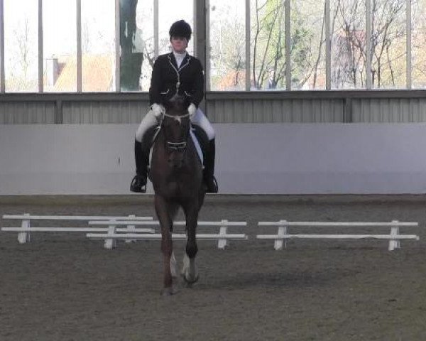 16. Grevener - Dressurtage 2015