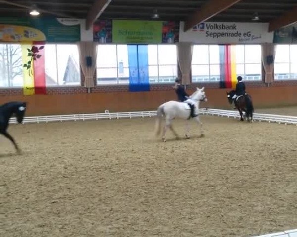 Video von Penddolfawr Llewelyn 88990 (GBR)