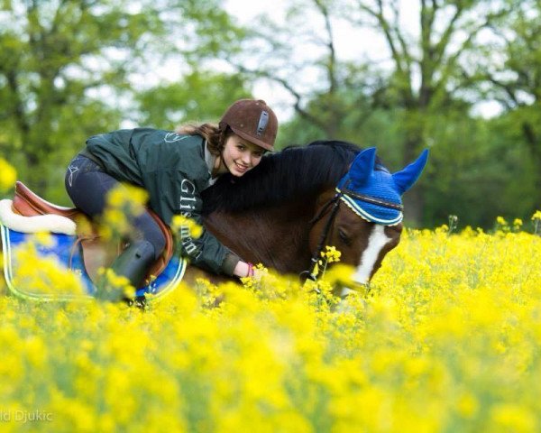 jumper Aiming High 2 (Hanoverian, 2007, from Advocat)