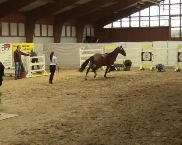 2. NRW Freispringchampionat-Finale Uedem Keppeln
19.04.2015
3-jährige Springpferde