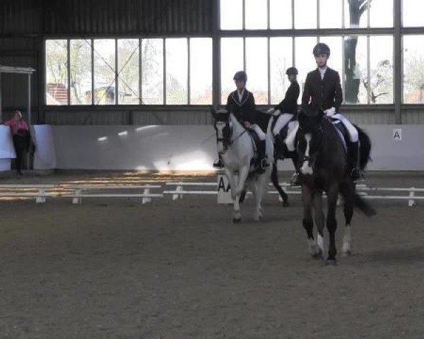 16. Grevener - Dressurtage 2015
