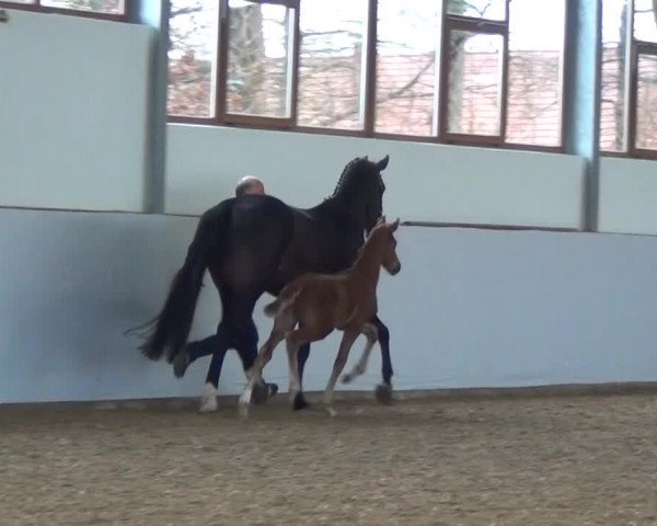 Video of Hengst von Diatano