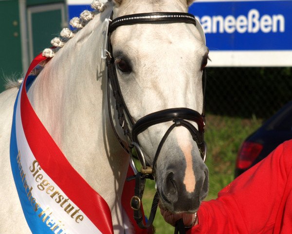broodmare Torina D (German Riding Pony, 2005, from Dreamcatcher)