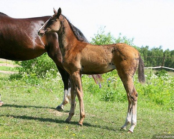 horse Zivit (Akhal-Teke, 2011, from Saivan)