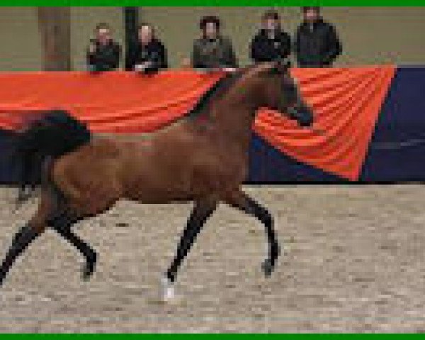 stallion Aja Shakakhan 1999 ox (Arabian purebred, 1999, from FS Bengali ox)