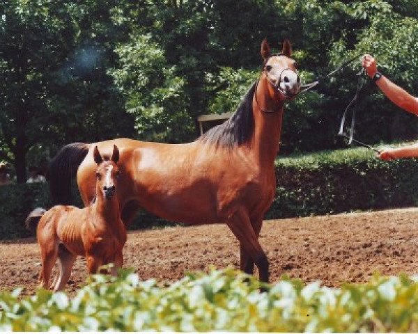 broodmare Derzhava 1985 ox (Arabian purebred, 1985, from Aswan 1958 EAO)