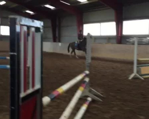 Video of Der Bunte