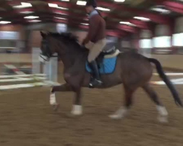 Video of Der Bunte