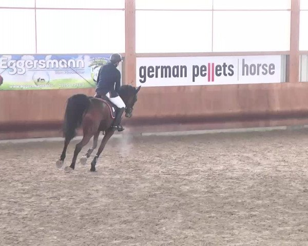 Late-Entry Dettingen 2015
