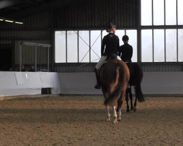 16. Grevener - Dressurtage 2015