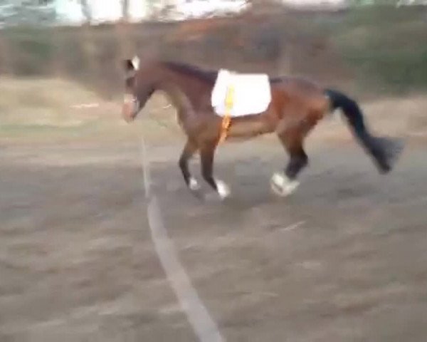 Video von Fidelion